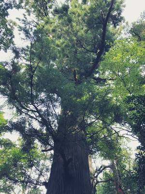 高尾山たこ杉