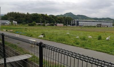 三連水車ヤギ牧場